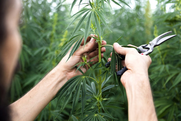 buy lightlab, buy portable cannabis testing equipment