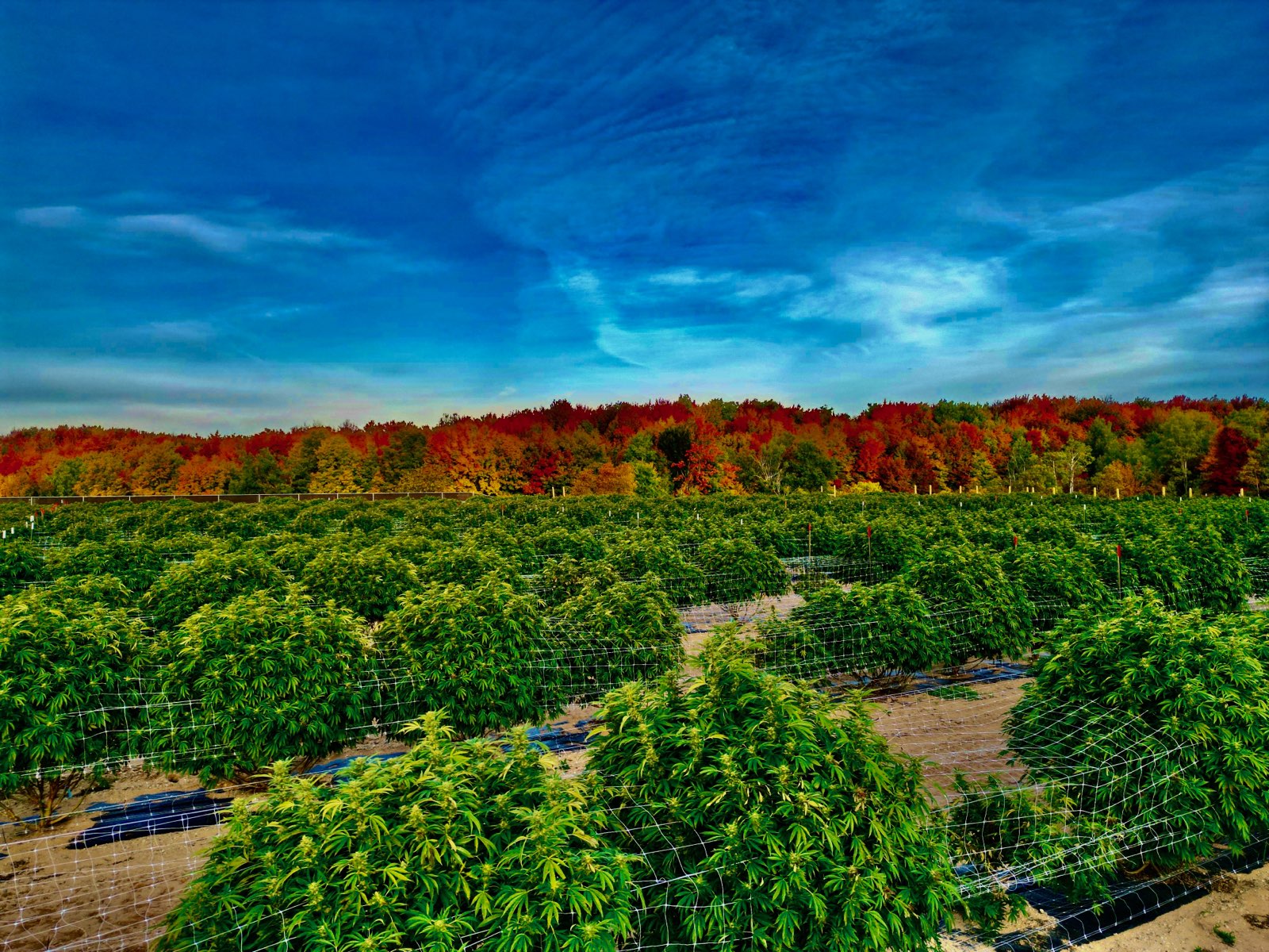 Driven Grow Michigan Large-Scale Outdoor Cultivator