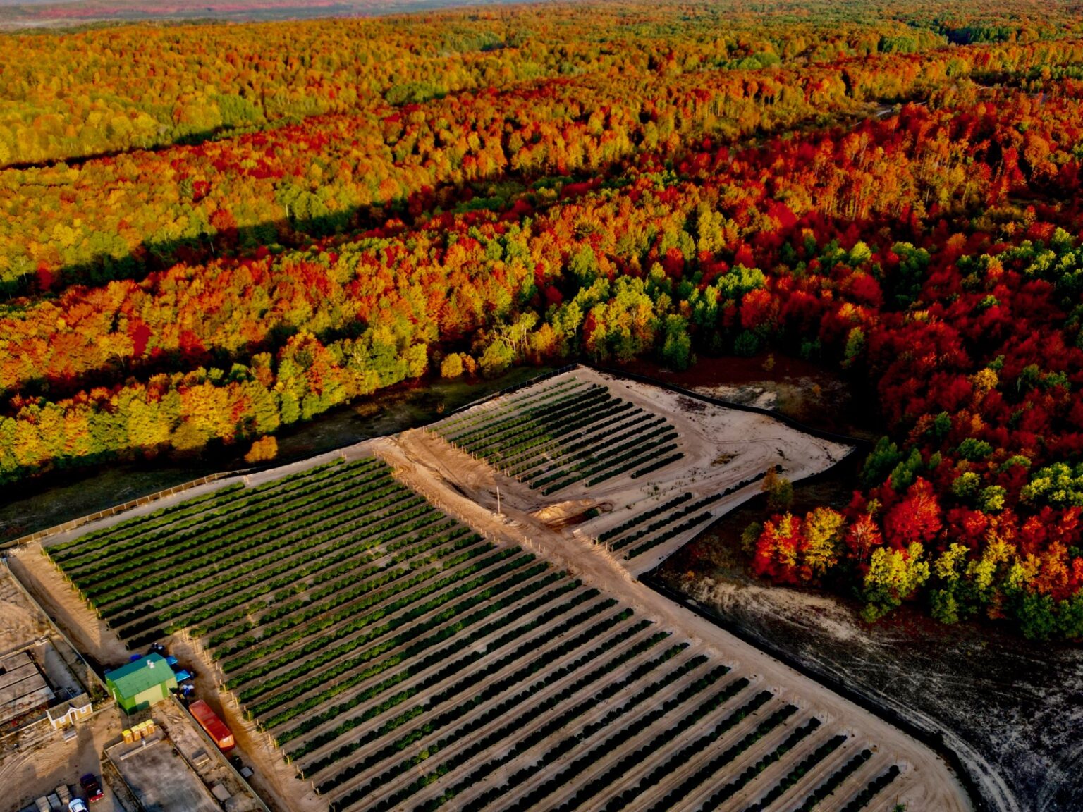 Driven Grow Optimizes Harvest Timing with LightLab Potency Data